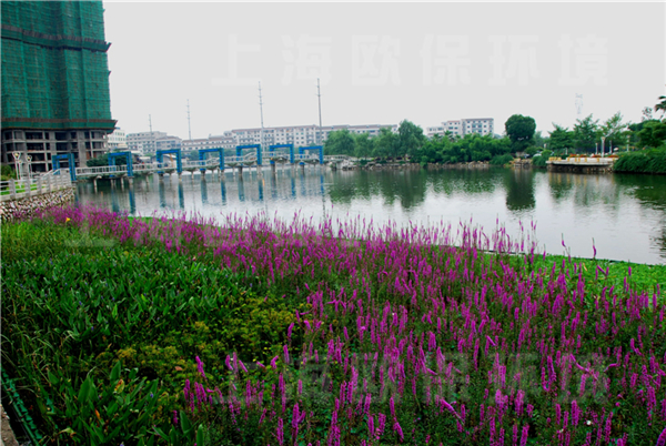 复氧型生态浮岛种植1周后的水上绿化效果