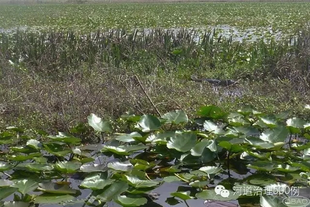 下游生态恢复