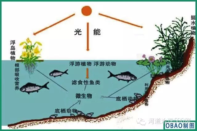 河道生物多样性