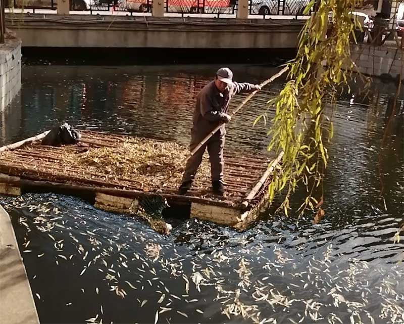水面倍落叶覆盖,大型设备无法进入,只能人工打捞 水面倍落叶覆盖,大型设备无法进入,只能人工打捞