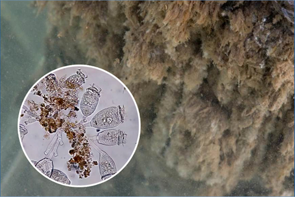 三池两坝；养殖尾水；可再生滤坝；填料；复合纤维三维网